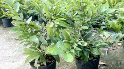 ជាង 100,000 ដុងសម្រាប់ឆ្នាំងតូច Tet apricot