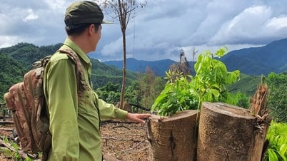 Chuyển hồ sơ vụ phá rừng ở H.An Lão sang công an điều tra
