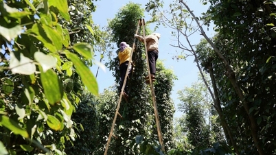 Giá tiêu đi ngang, trung bình 140.700 đồng/kg