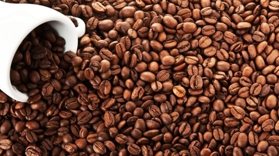 Vietnam's Robusta Coffee Output to Fall 1% in 2024/25 Season