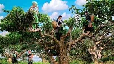 Ngắm những cây chè cổ thụ trên đỉnh Suối Giàng