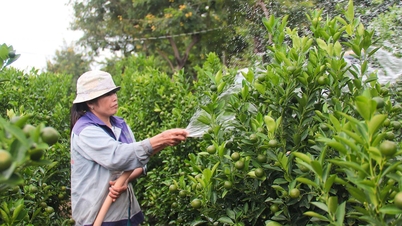 រាជធានី kumquat ដ៏ធំបំផុតនៅក្នុងតំបន់កណ្តាលកំពុងមមាញឹករៀបចំសម្រាប់ Tet