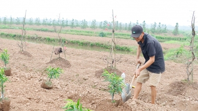 Vừa hết Tết, nông dân làng trồng đào nổi tiếng ở Thái Bình đã vội ra đồng, còn bận hơn trong Tết