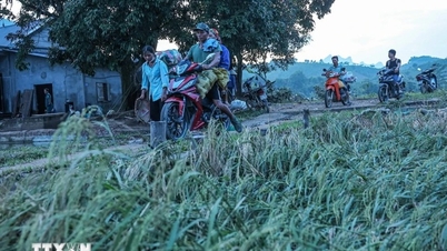 Provide enough crop varieties to restore production after storms