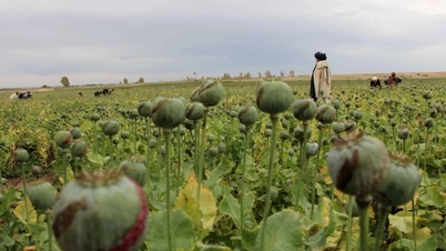 Nguồn cung thuốc phiện của Afghanistan giảm mạnh 95%