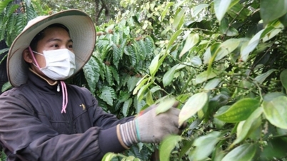 Thị trường có xu hướng khởi sắc, giá tiêu bất ngờ tăng mạnh trở lại?