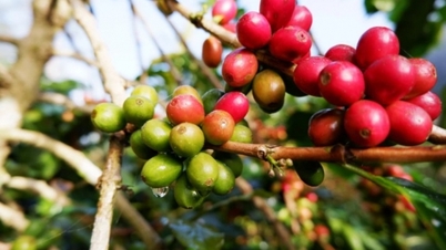 Domestic prices increased for the third consecutive day; Robusta added nearly 100 USD/ton