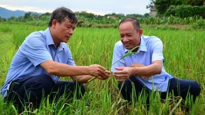 'វាលខ្ជិល' ដាំម្តង ហើយច្រូតពីរដង