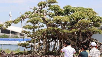 Chiêm ngưỡng loạt gốc sanh "khủng", giá hàng tỷ đồng tại một triển lãm ở Hà Nội