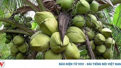 Trà Vinh nâng cao chuỗi giá trị cây dừa theo hướng hữu cơ