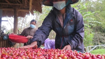 Giá Arabica tăng mạnh, xuất khẩu cà phê của Việt Nam kỳ vọng tăng cao dịp cuối năm