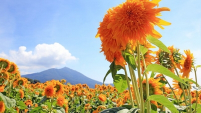 Découvrez les fleurs d'Ibaraki qui colorent l'été japonais