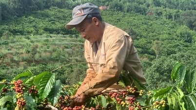 Giá cà phê tiếp tục giảm nhẹ
