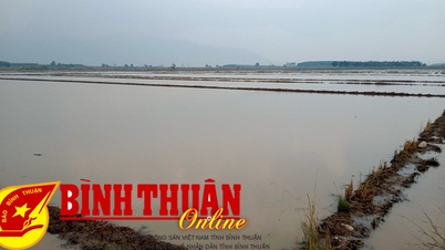 ស្រូវ​រដូវ​ស្លឹក​ឈើ​ជ្រុះ​ជាង ១៣០ ហិកតា ត្រូវ​ជន់​លិច ហើយ​គ្រាប់​ត្រូវ​ជន់​លិច​ដោយសារ​ភ្លៀង​ធ្លាក់​ខ្លាំង។