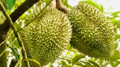 ម្រេច​ឡើង​ចុះ​ខ្លាំង តម្លៃ​ធូរេន​នៅ​ទាប