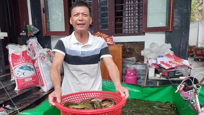 Rescue 6 tons of eels caught in flood, had to evacuate immediately