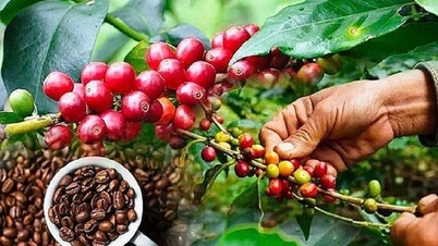 Tồn kho về mức thấp, giá cà phê Robusta dẫn đầu đà tăng