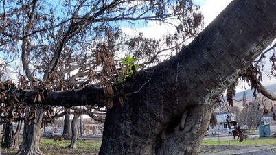 Sacred Tree Burned Down Regrows Leaves After Historic Hawaii Fire