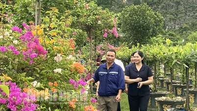 Gia Lam បង្កើតគំរូជាច្រើននៃការរីកលូតលាស់ផ្កា និងរុក្ខជាតិ