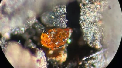 Amber ត្រូវបានរកឃើញនៅក្នុងអាង sedimentary នៃអង់តាក់ទិក