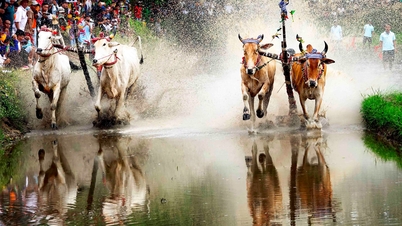 មហោស្រពប្រណាំងគោជល់