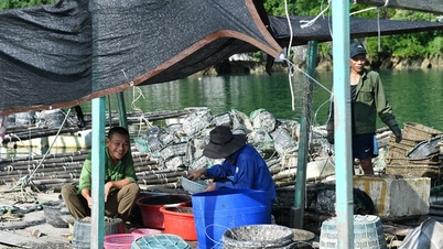 Dân nuôi ngao, thưng, sần, ốc hương ở Quảng Ninh đã mua được thứ không thể thiếu là cát xốp, sẵn sàng vào vụ mới