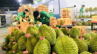 Bội thu đơn hàng, xuất khẩu rau quả sẽ cán mốc 5 tỷ USD trong năm 2023