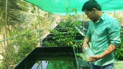 Nuôi cá bảy màu, loại cá cảnh bé tí mà anh nông dân Long An vùng Đồng Tháp Mười bán đắt hàng