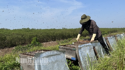 Mùa mật ngọt nơi rừng ngập mặn Kim Sơn