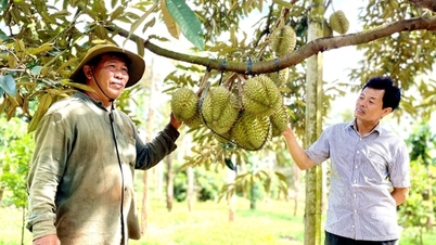Trồng 250 cây sầu riêng VietGAP, nghìn trái treo lủng lẳng, một nông dân Gia Lai ước lãi 2,4 tỷ