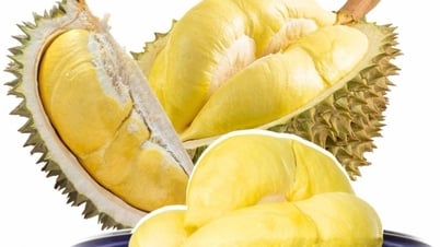 និន្នាការចំហៀងបន្ត