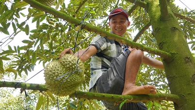 ការ​រើស​ទុរេន​សម្រាប់​ជួល​រក​ចំណូល​បាន​រាប់​លាន​ក្នុង​មួយ​ថ្ងៃ