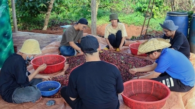 ราคากาแฟในประเทศทรงตัว