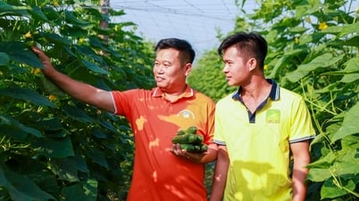 ដាំត្រសក់ដែលមានផលិតភាព “អស្ចារ្យ” កសិករនៅ Hoa Binh រកចំណូលបានជិត ៤០០លានដុង/ឆ្នាំ