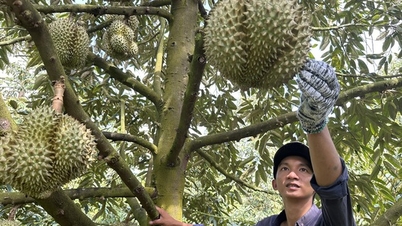 Báo động sầu riêng non xuất khẩu