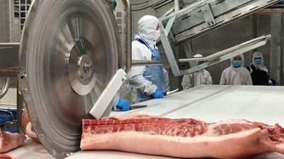 Giá heo hơi chững lại trên cả nước, cao nhất 52.000 đồng/kg
