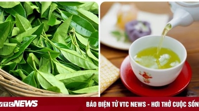 What are the health benefits of drinking fresh tea?