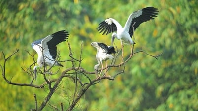 សម្រស់ដ៏ស្រស់បំព្រងនៅតំបន់ទេសចរណ៍ធម្មជាតិ Thung Nham - Ninh Binh