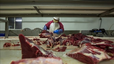 米国、25年ぶりにパラグアイ産牛肉の輸入を再開