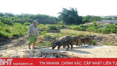9X Nghi Xuân khai hoang đất đồi nuôi hàng trăm con lợn rừng