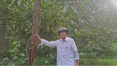 មេភូមិជនជាតិភាគតិច San Diu នៅ Thai Nguyen ជួយប្រជាជនជាច្រើនមានប្រាក់ចំណូលស្ថិរភាពពីការធ្វើឈើប្រណិត។