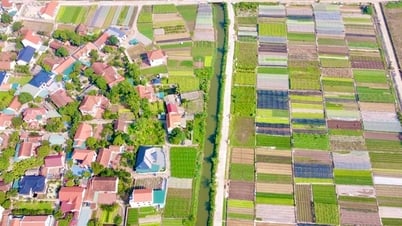 Về Phú Thọ, ngắm cánh đồng chuyên canh rau an toàn, bán toàn siêu thị lớn