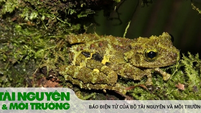 Phát hiện 380 loài mới tại khu vực Tiểu vùng sông Mekong mở rộng
