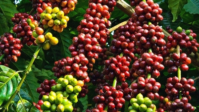 តម្លៃ​កាហ្វេ​បន្ត​ឡើង​ថ្លៃ?