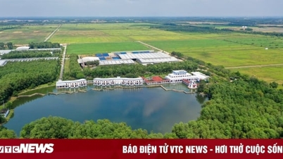 'Review' of the '5 No' rice field at Vinamilk's largest Green Farm