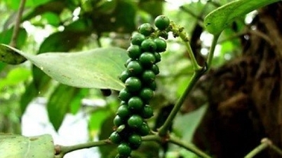 Giá tiêu hôm nay 25/11/2023, nhận định thời điểm chu kỳ tăng giá mới, người trồng muốn găm hàng, thương lái lo tích trữ