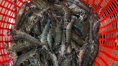 តម្លៃបង្គាឆៅធ្លាក់ចុះ
