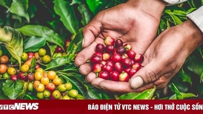 Giá cà phê hôm nay 28/11: Tăng mạnh, lên mức cao nhất từ trước đến nay