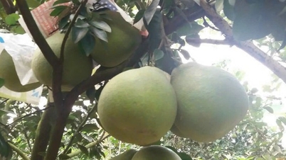 Berühmte köstliche Obstspezialitäten in Dong Nai