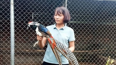 សត្វស្លាប៧ពណ៌ ជាសត្វកម្រមានដើមកំណើតពីប្រទេសចិន ចិញ្ចឹមដោយជោគជ័យនៅ Bac Giang តម្លៃ ១២លាន/គូ